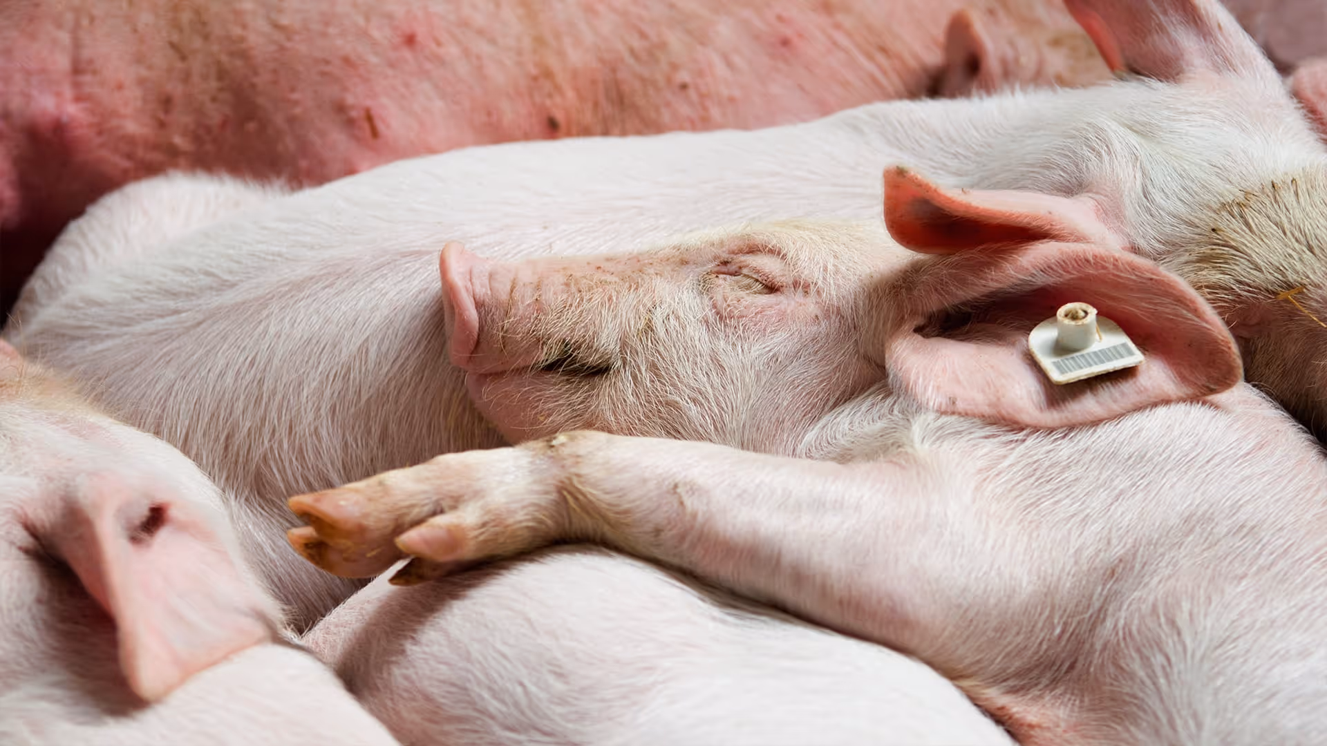 Pigchamp Pigs Top